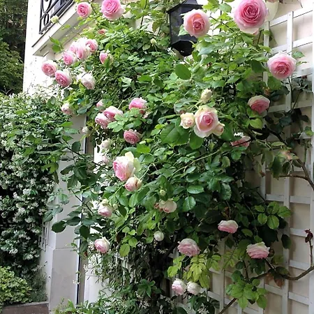 1 Square Du Docteur Blanche - 16 Bed and Breakfast